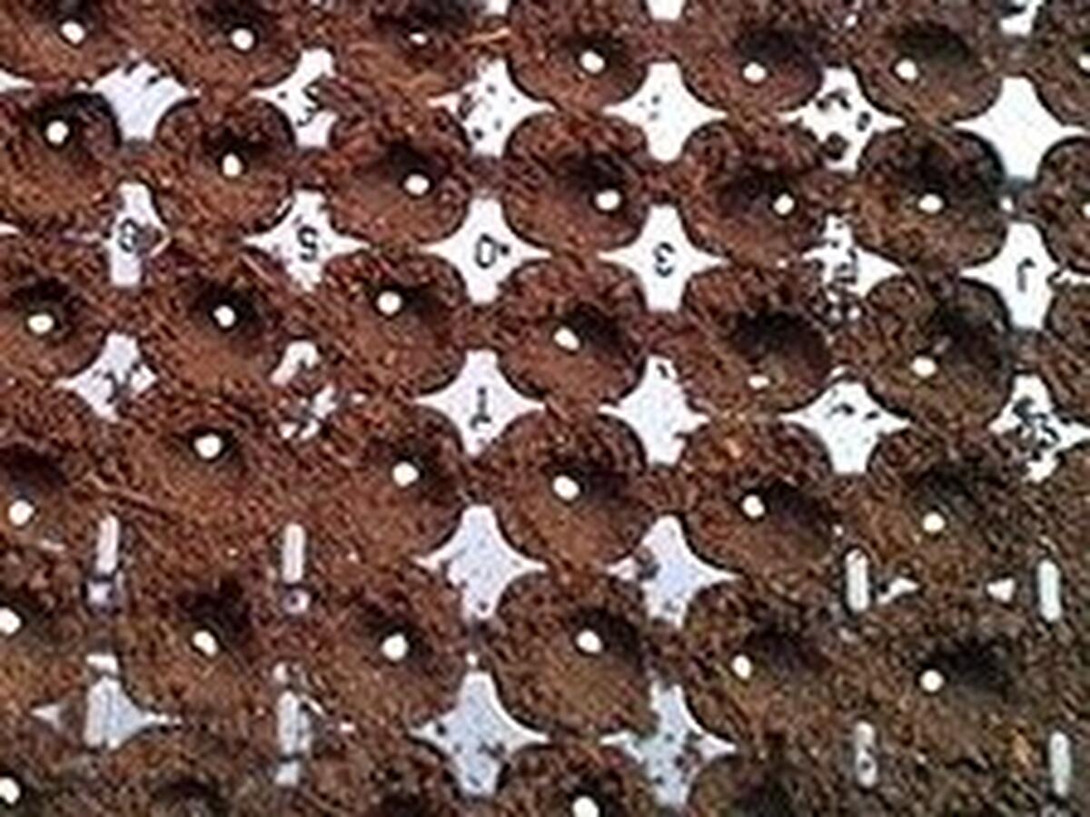 SFATURI UTILE PENTRU PRODUCEREA UNUI RASAD SANATOS DE LEGUME !