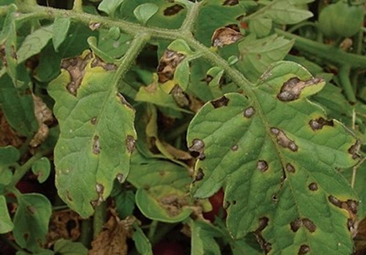 TOMATE - ALTERNARIOZA  sau  PATAREA BRUNA A FRUNZELOR . PREVENIRE SI COMBATERE EFICIENTA !