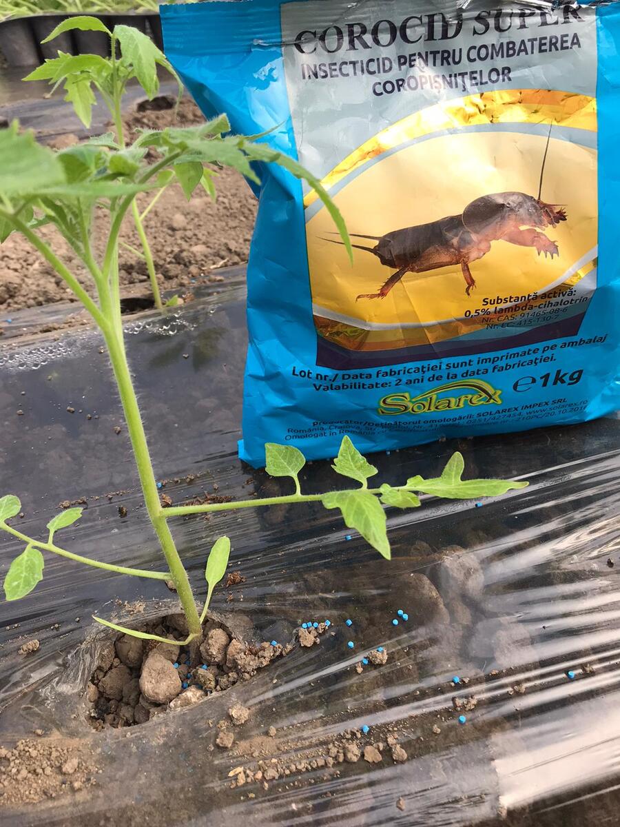 TOTUL DESPRE COROPISNITA – DAUNATORUL CARE NE POATE DISTRUGE LEGUMELE !