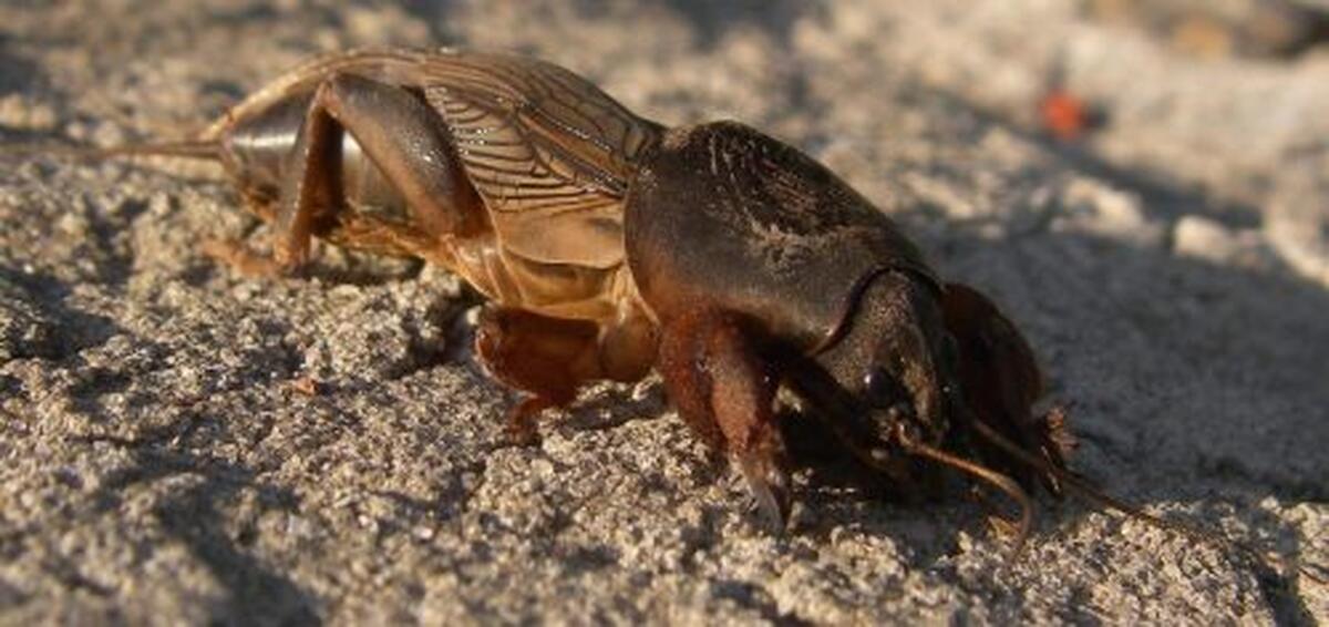 DAUNATORUL CARE PROVOACA CELE MAI MARI DISTRUGERI LA LEGUME !  COMBATERE EFICIENTA !