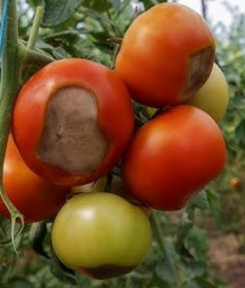 PUTREGAIUL APICAL LA LEGUME ! - BOALA CE APARE LA COACEREA LEGUMELOR. - TRATAMENTE EFICIENTE !
