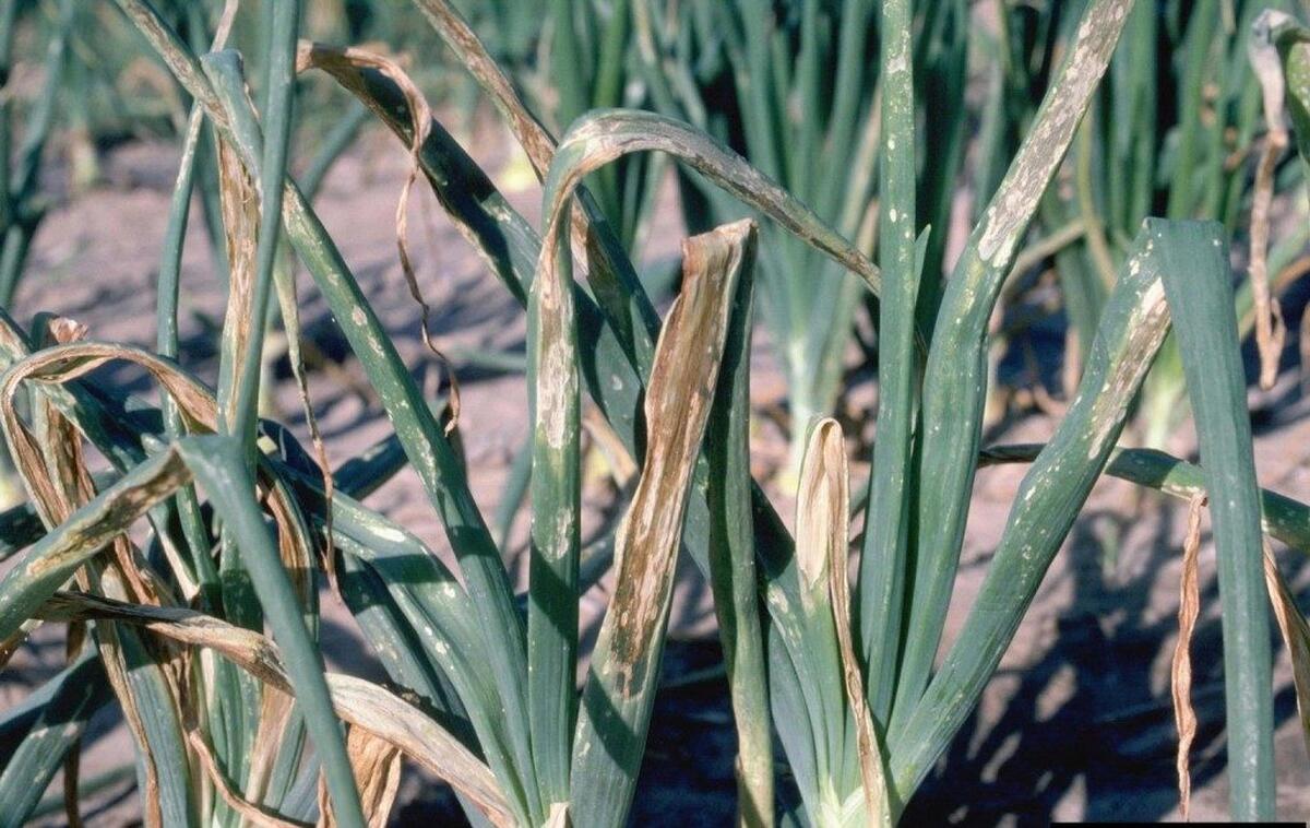 CUM PREVENIM BOLILE LA CEAPA SI USTUROI !