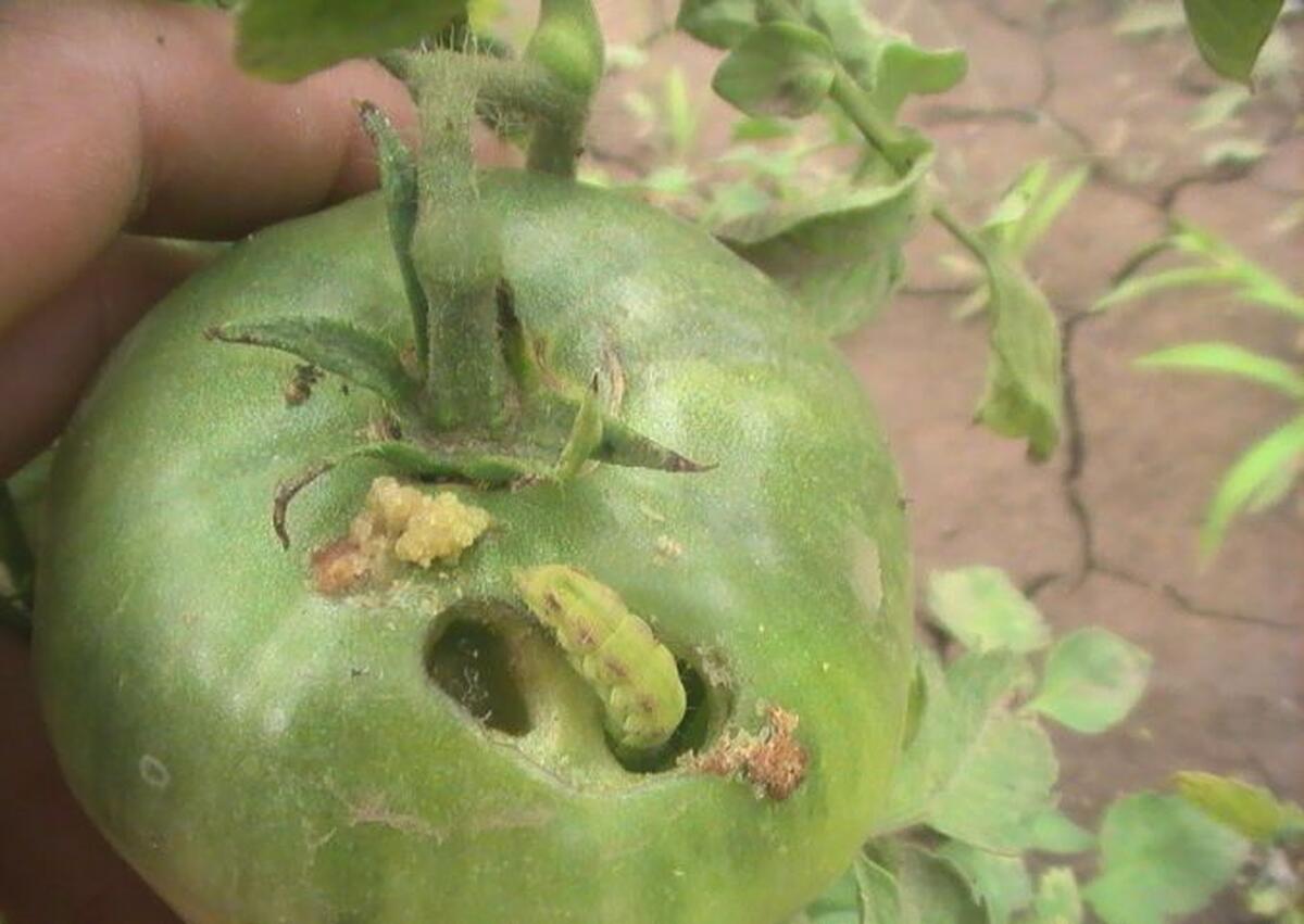 DAUNATORUL CARE ATACA LEGUMELE SI LE STRICA !    OMIDA FRUCTIFICATIILOR – Helicoverpa armigera.