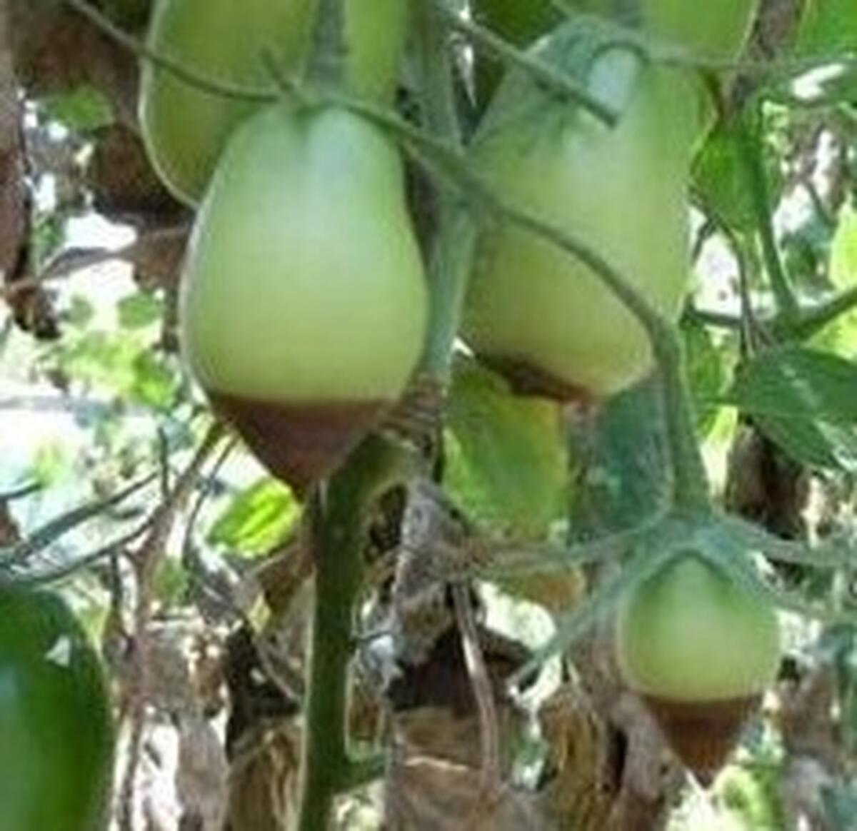 LEGUME – CARENTA DE CALCIU DUCE LA APARITIA PUTREGAIULUI APLICAL . TRATAMENTE EFICIENTE DE PREVENIRE SI COMBATERE !