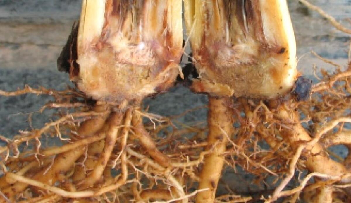 DOUA BOLI EXTREM DE PERICULOASE PENTRU LEGUMELE NOASTRE - TRATAMENTE EFICIENTE !