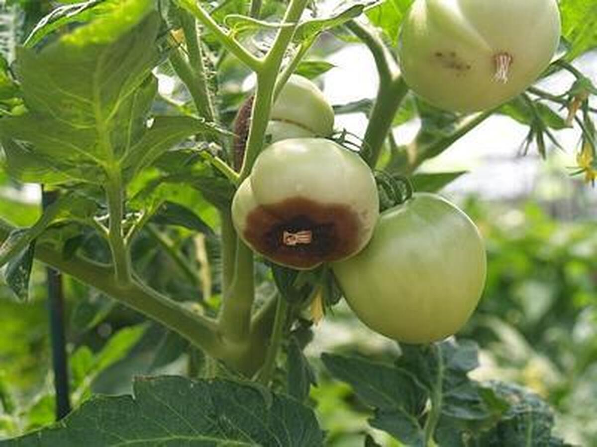 LEGUME – PUTREGAIUL APICAL – PREVENIRE SI COMBATERE !