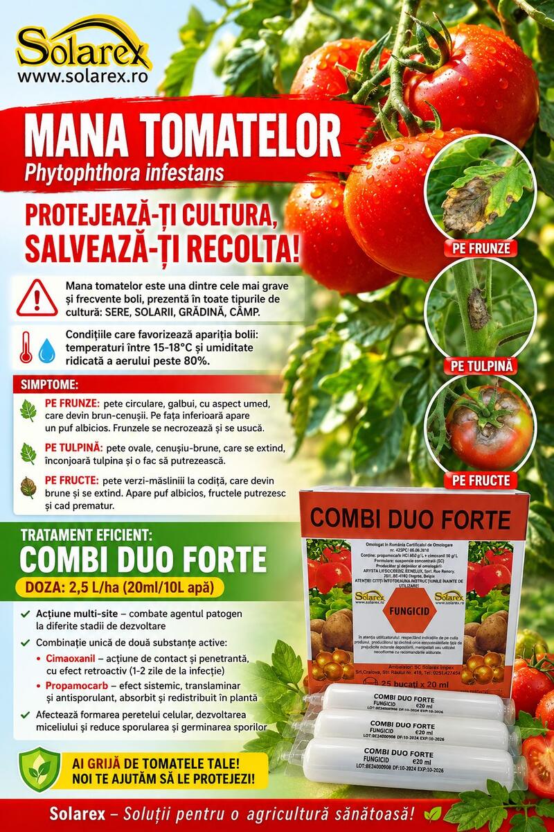 TRATAMENT EFICIENT DE COMBATEREA  MANEI LA TOMATE - Phytophthora infestans!