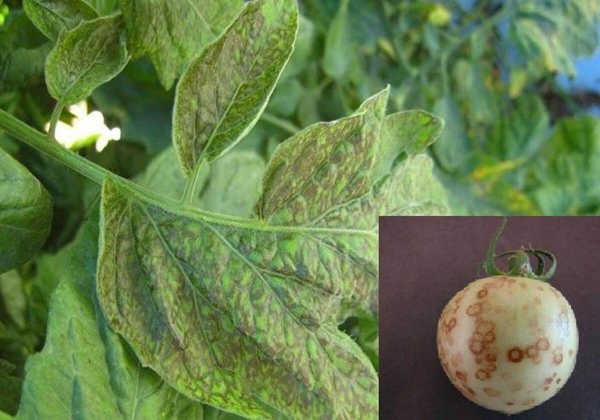 O VIROZA PERICULOASA PENTRU LEGUME – BOALA PETELOR DE BRONZ – TSWV. TRATAMENTE EFICIENTE!