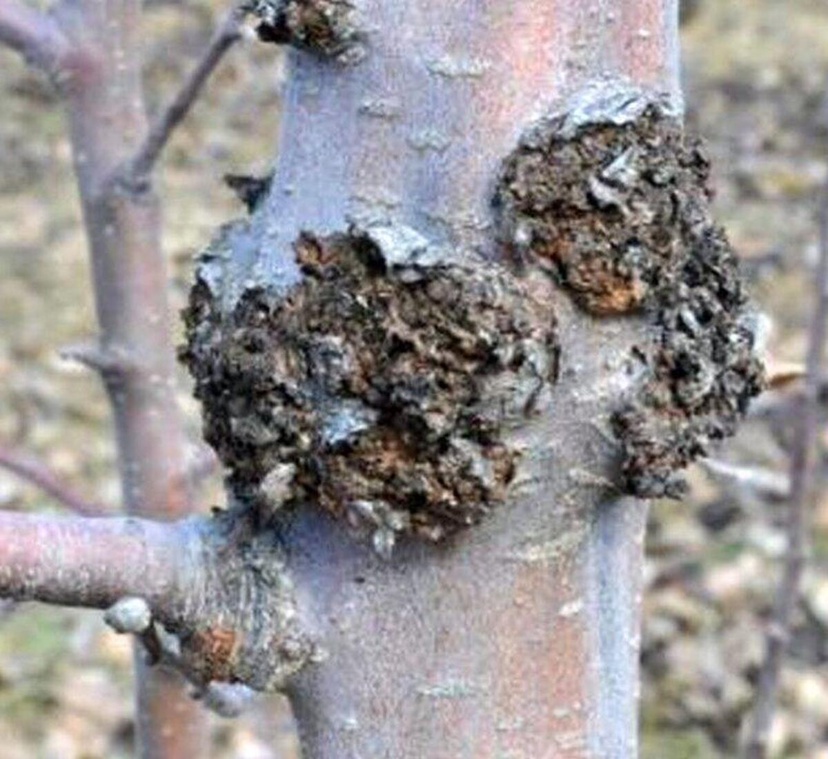 POMII FRUCTIFERI – TOTUL DESPRE BOALA NUMITA:   CANCERUL DESCHIS  AL RAMURILOR -TRUNCHIURILOR .