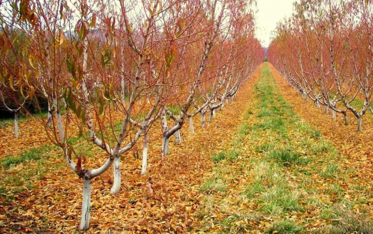 POMII FRUCTIFERI – TRATAMENT LA CADEREA FRUNZELOR !