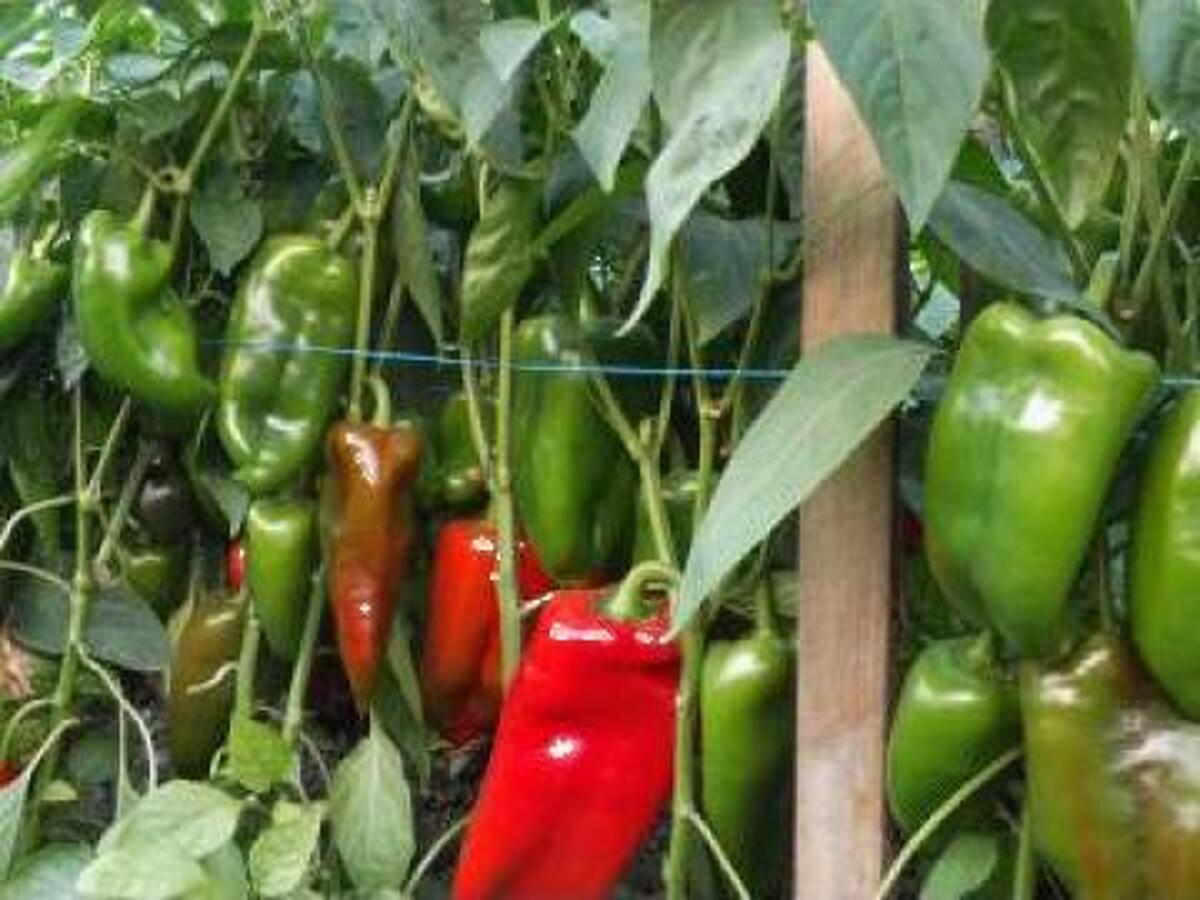 LEGUMELE DE TOAMNA – ELEMENTELE NUTRITIVE PENTRU DEZVOLTARE SI COACERE UNIFORMA !