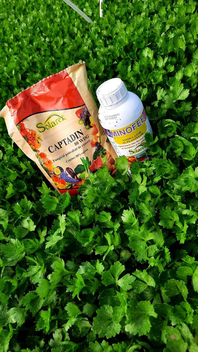 PLANTAREA RASADURILOR DE LEGUME - SFATURI UTILE !