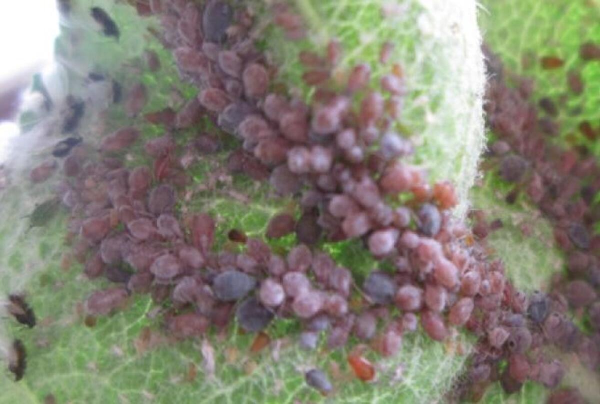 PADUCHELE ROZ GALICOL AL MARULUI  (Dysaphis devecta). COMBATERE EFICIENTA !