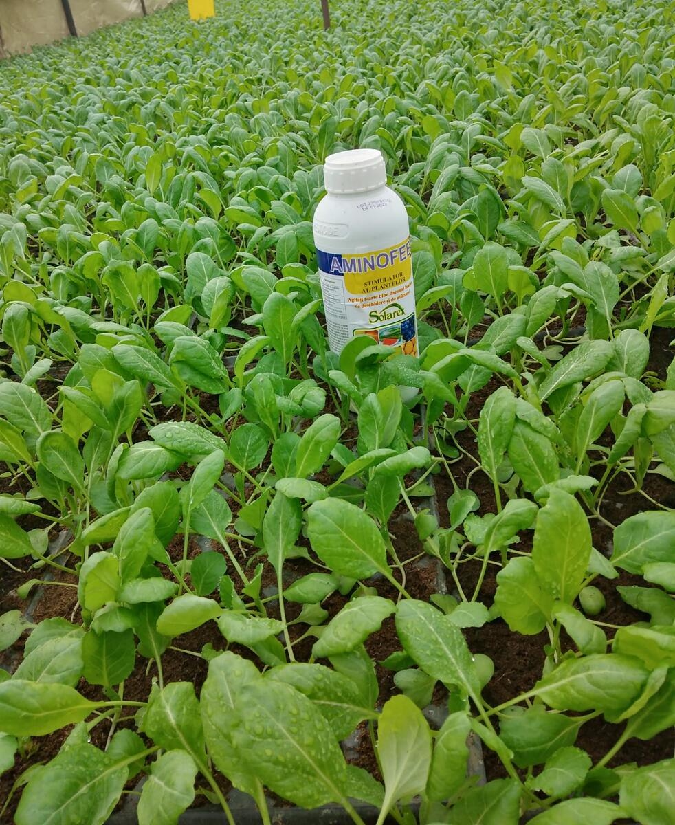 PENTRU RECOLTE BOGATE SA APLICAM CORECT SI LA TIMP FERTILIZANTII FOLIARI !