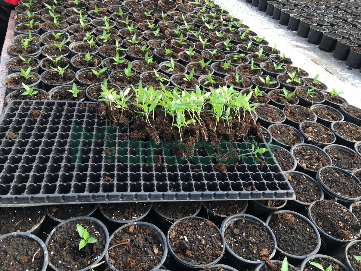 LEGUME – SFATURI UTILE PENTRU REPICAREA RASADURILOR !