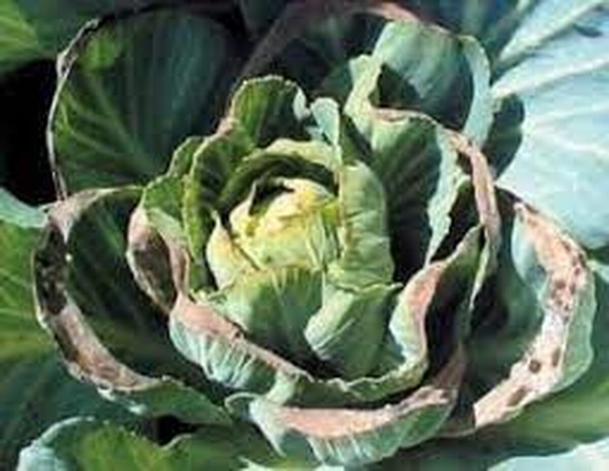 DOUA CARENTE DE ELEMENTE NUTRITIVE CARE NE AFECTEAZA CULTURILE !