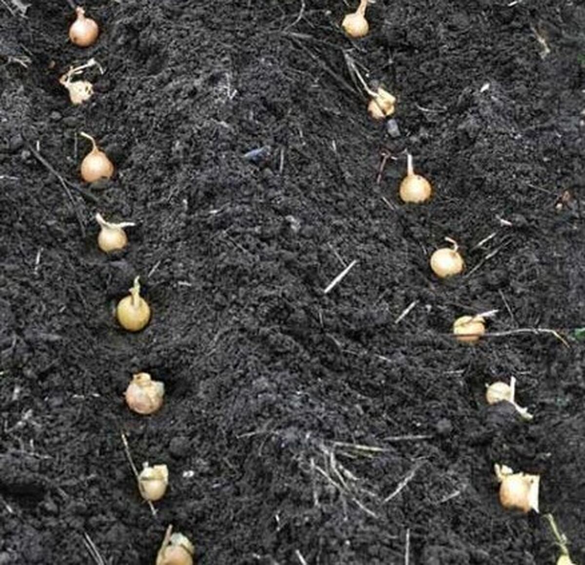 PLANTARE CEAPA SI USTUROI TOAMNA !  TRATAMENTE EFICIENTE !