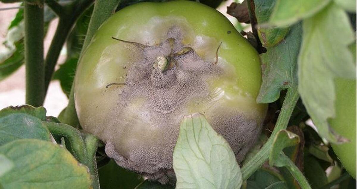 PUTREGAIUL CENUSIU LA LEGUME - Botrytis cinerea. TRATAMENTE DE PREVENIRE SI COMBATERE !