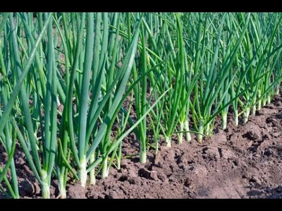CUM SA PLANTAM CEAPA SI USTUROI TOAMNA – SFATURI UTILE !